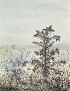 Thistles and Weeds, 1864 (toaleta, kolor nadwozia, długopis, atrament i ołówek na papierze)